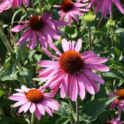 Echinacea purpurea ' Praerie Splendor  Deep Rose' (Bíbor kasvirág)