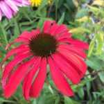 Echinacea purpurea 'Tomato Soup' (Bíbor kasvirág)