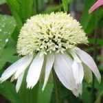 Echinacea purpurea 'White Double Delight' (Bíbor kasvirág)