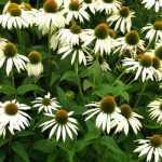 Echinacea purpurea 'White Swan' (Bíbor kasvirág)