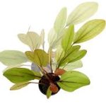 Echinodorus ipica akváriumi növény