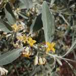 Elaeagnus angustifolia -