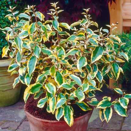 Elaeagnus ebbingei 'Gilt Edge' -