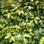 Eleagnus ebbingei - Széleslevelű ezüstfa