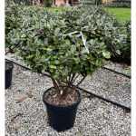 Eleagnus ebbingei 'Compacta' - Törpe széleslevelű ezüstfa