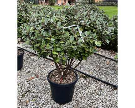 Eleagnus ebbingei 'Compacta' - Törpe széleslevelű ezüstfa