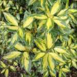 Eleagnus ebbingei 'Limelight' - Széleslevelű tarka ezüstfa