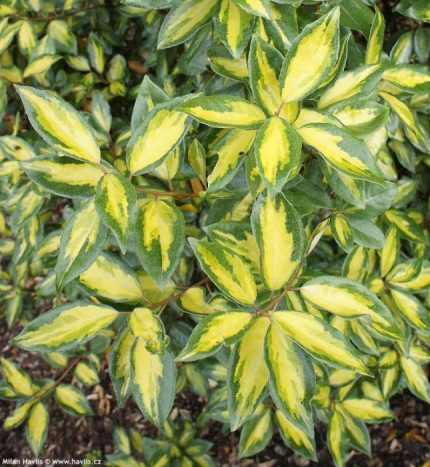 Eleagnus ebbingei 'Limelight' - Széleslevelű tarka ezüstfa