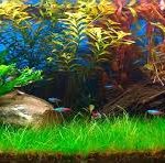 Eleocharis acicularis akváriumi növény