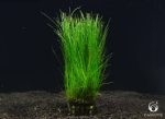 Eleocharis acicularis akváriumi növény - Image 2