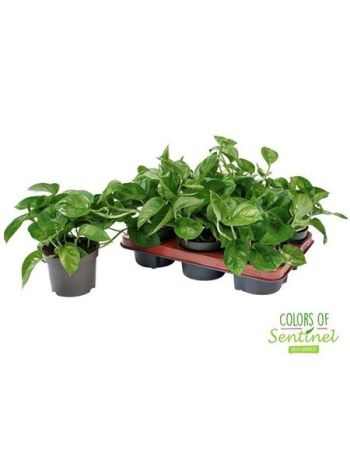 Epiprenum GLOBAL GREEN