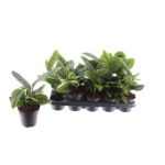 Epiprenum MARBLE PLANET