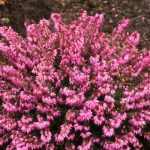 Erica carnea 'Atrorubra' (Alpesi hanga)