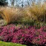Erica carnea 'Challenger' (Alpesi hanga)