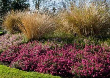 Erica carnea 'Challenger' (Alpesi hanga)