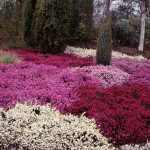 Erica carnea 'Wintersonne' (Alpesi hanga)