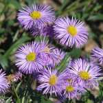 Erigeron  'Foerster's Liebling' (Küllőrojt)