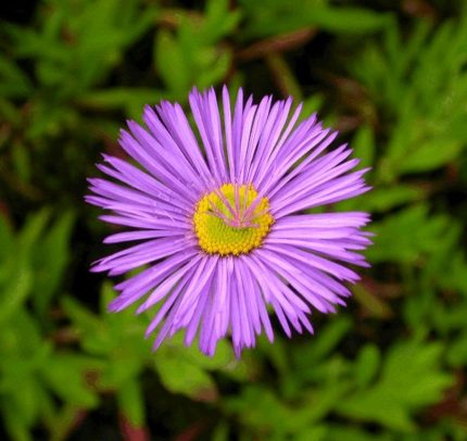 Erigeron hybride 'Dunkelste Aller' (Küllőrojt)