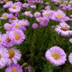 Erigeron hybride 'Rosa Juwel' (Küllőrojt)
