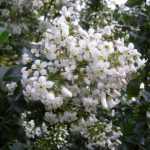 Escallonia 'Iveyi' - Fehér virágú kőtörőcserje