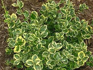 Euonymus fortunei 'Canadale Gold' - Arany kúszó kecskerágó