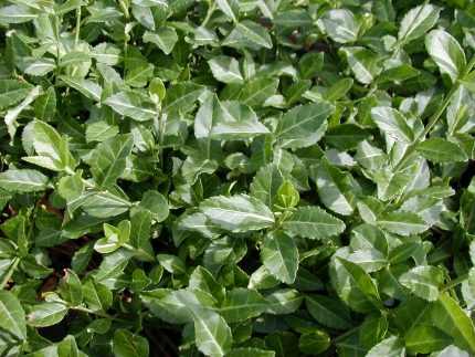 Euonymus fortunei 'Coloratus' - Zöld levelű kecskerágó