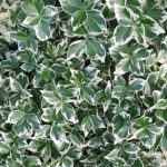 Euonymus fortunei Emerald Gaiety - Kúszó kecskerágó