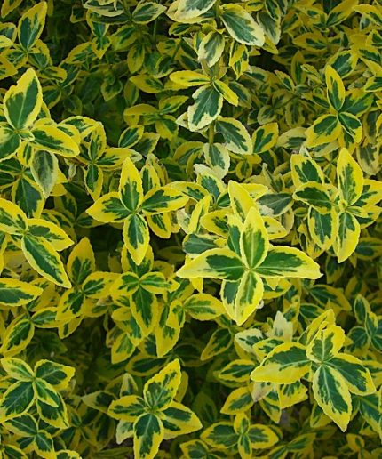 Euonymus fortunei Emerald' n Gold - Kúszó kecskerágó