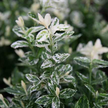 Euonymus fortunei 'Golden Harlequin' - Krémfehér tarka levelű kecskerágó
