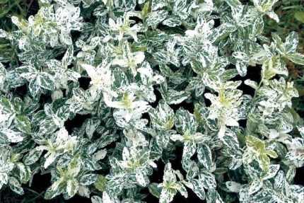 Euonymus fortunei 'Harlequin' - Törpe