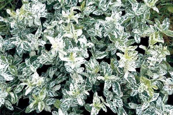 Euonymus fortunei 'Harlequin' - Törpe