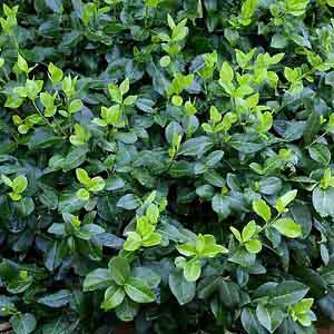 Euonymus fortunei 'Hort's Blaze' - Zöld levelű talajtakaró kecskerágó