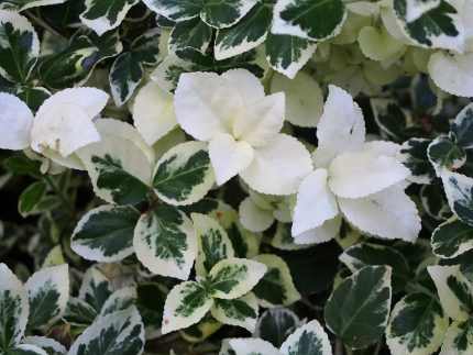 Euonymus fortunei 'Silver Queen' -