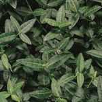 Euonymus fortunei 'Tustin' -