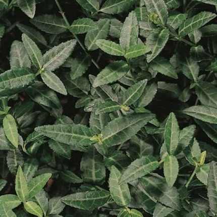 Euonymus fortunei 'Tustin' -