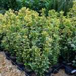 Euonymus japonicus 'Aureus' - Sárgatarka levelű japán kecskerágó