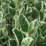 Euonymus japonicus Kathy - Tarkalevelű japán kecskerágó