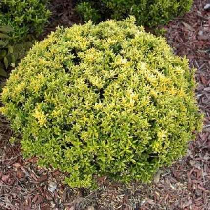 Euonymus japonicus 'Microphyllus' - Kislevelű kecskerágó