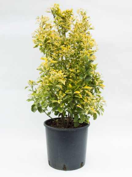 Euonymus japonicus 'Ovatus Aureus' - Sárga szegélyű japán kecskerágó