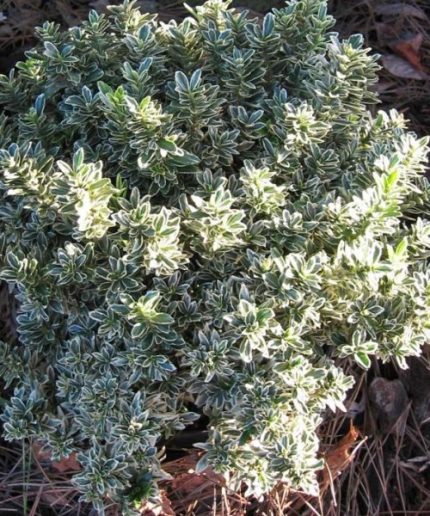 Euonymus microphyllus Albovariegatus - Aprólevelű japán kecskerágó