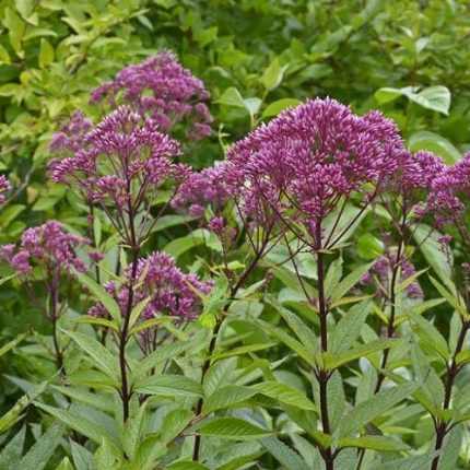 Eupatorium dubium 'Baby Joe' (Sédkender)