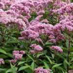Eupatorium maculatum 'Phantom' (Sédkender)