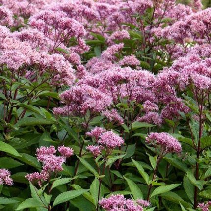 Eupatorium maculatum 'Purple 'Bush' (Sédkender)