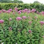 Eupatorium maculatum 'Riesenschirm' (Sédkender)