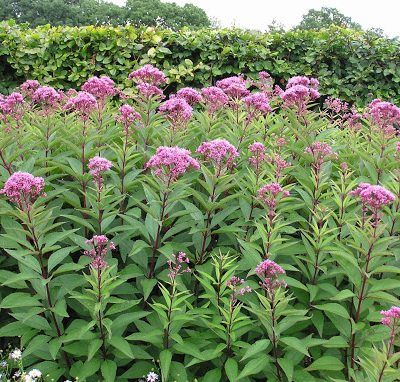 Eupatorium maculatum 'Riesenschirm' (Sédkender)