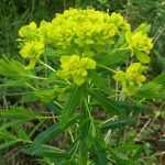 Euphorbia palustris