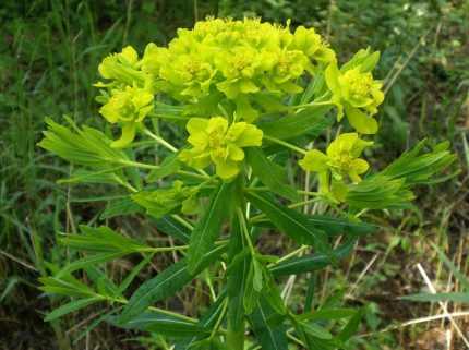 Euphorbia palustris