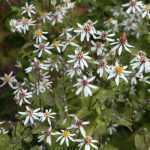 Eurybia (syn. Aster) divaricata 'Beth Chatto' (Ernyős őszirózsa)