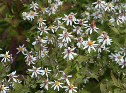 Eurybia (syn. Aster) divaricata 'Beth Chatto' (Ernyős őszirózsa)