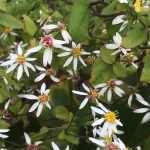 Eurybia (syn. Aster) divaricata 'Eastern Star'  (Ernyős őszirózsa)
